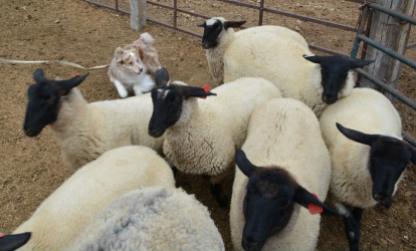 Sorting the sheep in training